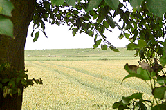 Ferienwohnung Galmsbüll mit Blick an den Deich